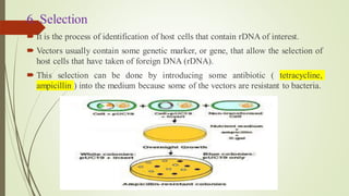 6. Selection
 It is the process of identification of host cells that contain rDNA of interest.
 Vectors usually contain some genetic marker, or gene, that allow the selection of
host cells that have taken of foreign DNA (rDNA).
 This selection can be done by introducing some antibiotic ( tetracycline,
ampicillin ) into the medium because some of the vectors are resistant to bacteria.
 