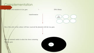 Complementation
 Strain with mutation in Leu gene + DNA library
transformation
One of the cells in this culture will have received the plasmid with the Leu gene.
Plate on minimal media to select the clone containing
The Leu gene
Leu
gene
leu
 
