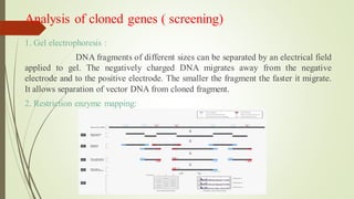 Analysis of cloned genes ( screening)
1. Gel electrophoresis :
DNA fragments of different sizes can be separated by an electrical field
applied to gel. The negatively charged DNA migrates away from the negative
electrode and to the positive electrode. The smaller the fragment the faster it migrate.
It allows separation of vector DNA from cloned fragment.
2. Restriction enzyme mapping:
 