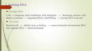1. Isolating DNA
 For target DNA
Cells → disrupting lipid membranes with detergents → destroying proteins with
phenol or protease → degrading RNAs with RNAase → leaving DNA at the end.
 For vector
Bacterial cell → alkaline lysis or boiling → remove bacterial chromosomal DNA
from plasmid DNA → bacterial plasmid
 