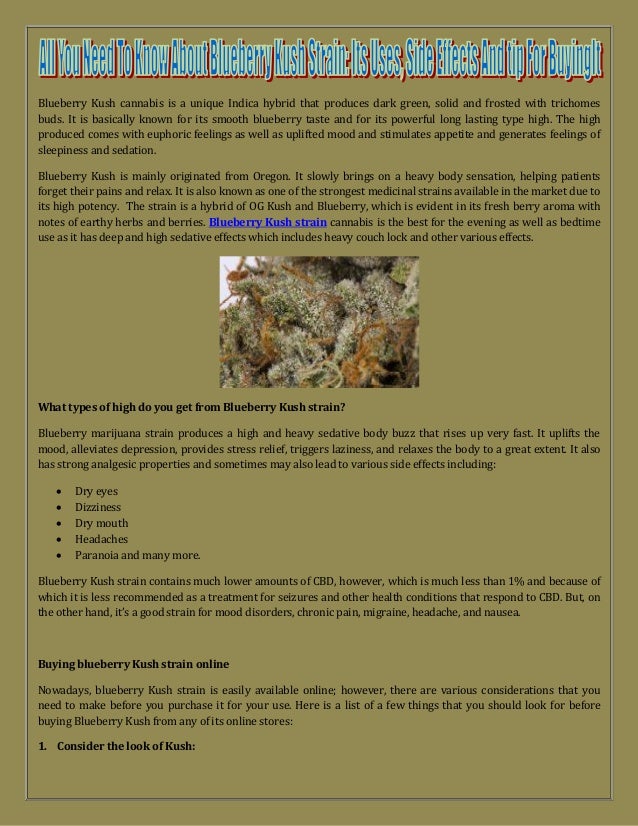 All You Need To Know About Blueberry Kush Strain Its Uses, Side