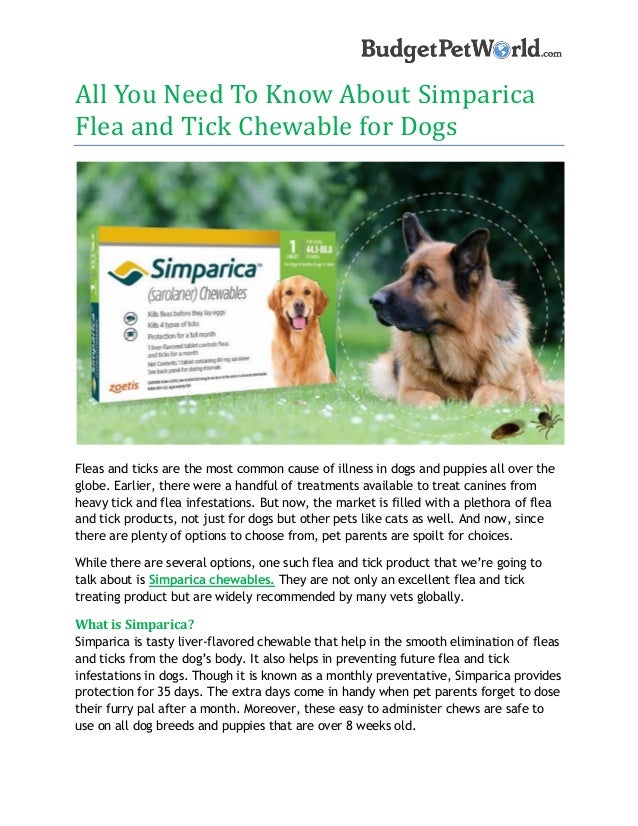 All you need to know about simparica flea and tick chewables for dogs