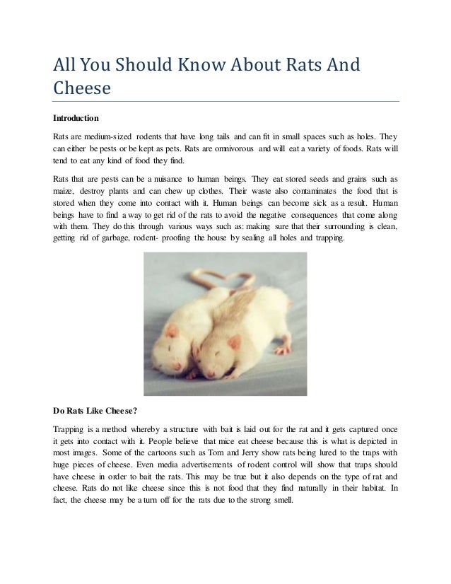 All you should know about rats and cheese