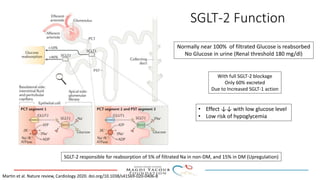 SGLT-2 Function
• Effect ↓↓ with low glucose level
• Low risk of hypoglycemia
Martin et al. Nature review, Cardiology 2020. doi.org/10.1038/s41569-020-0406-8
Normally near 100% of filtrated Glucose is reabsorbed
No Glucose in urine (Renal threshold 180 mg/dl)
With full SGLT-2 blockage
Only 60% excreted
Due to Increased SGLT-1 action
SGLT-2 responsible for reabsorption of 5% of filtrated Na in non-DM, and 15% in DM (Upregulation)
 