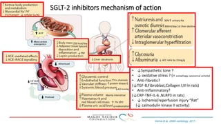 SGLT-2 inhibitors mechanism of action
• ↓Sympathetic tone ?
• ↓ oxidative stress ? (↑ autophagy, Lysosomal activity)
• Anti-Fibrotic?
(↓TGF-B,Fibroblast,Collagen I,III in rats)
• Anti-Inflammatory?
(↓CRP-TNF-IL-6 ,NLRP3 in rats)
• ↓ Ischemia/reperfusion injury “Rat”
(↓ calmodulin kinase II activity)
Verma et al. JAMA cardiology. 2017.
n
250 kcal/day
↓4/2 mmHg
300ml/day 1st then decline
↑ 7% EPO
↓ A/C ratio by 15mg/g
↓TNF
Epicard.
↑K+ channels
↑protein kinase G
↓reabsorption
↓ cellular Ca,Na
30%↑ urinary Na
Mainly interstitial
 