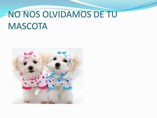 NO NOS OLVIDAMOS DE TU
MASCOTA
 