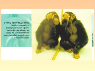 “Do alto das árvores, um chimpanzé joga
frutas para outros membros do grupo. Não
se trata de uma brincadeira: esse chimpan-
zé já é bastante maduro. O que ele quer, na
verdade, é impressionar os outros para ob-
ter votos. Isso mesmo. Quando um chim-
panzé joga brindes aos demais, está, na
verdade, pondo em prática a sua estratégia
eleitoral. O chimpanzé provedor de comida
tem grandes chances de ser aceito como o
novo líder. E os chimpanzés não são os
únicos a ter comportamento tão huma-
nos.” (Newton – Tecnologia, Ciência e Vida, nº 2, “Quase
Huma-nos”, p. 26)
 