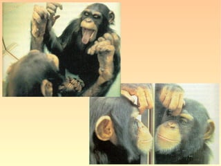 “Do alto das árvores, um chimpanzé joga
frutas para outros membros do grupo. Não
se trata de uma brincadeira: esse chimpan-
zé já é bastante maduro. O que ele quer, na
verdade, é impressionar os outros para ob-
ter votos. Isso mesmo. Quando um chim-
panzé joga brindes aos demais, está, na
verdade, pondo em prática a sua estratégia
eleitoral. O chimpanzé provedor de comida
tem grandes chances de ser aceito como o
novo líder. E os chimpanzés não são os
únicos a ter comportamento tão huma-
nos.” (Newton - Tecnologia, Ciência e Vida, nº 2, “Quase Huma-
nos”, p. 26)
 