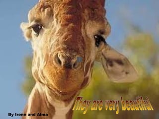 They are very beautiful By Irene and Alma 