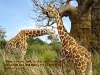 They live on land, in the savannah .the sabanah has got many trees but it has lots of grass. 