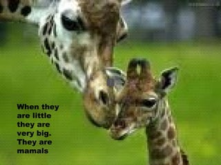 When they are little they are very big. They are mamals 