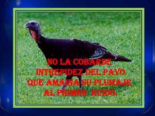 NO LA COBARDE INTREPIDEZ DEL PAVOQUE AMAINA SU PLUMAJE AL PRIMER  RUIDO.