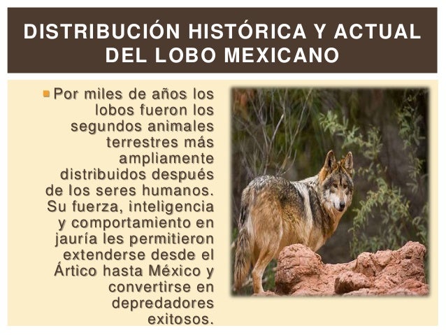 Los métodos árabes por el aumento del miembro viril