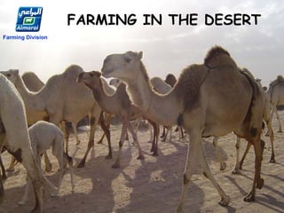 FARMING IN THE DESERT
Farming Division
 