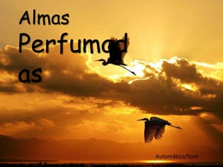 Almas
Perfumad
as
Automático/Som
 