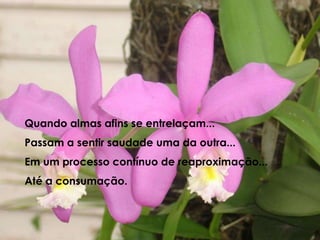 Quando almas afins se entrelaçam...Passam a sentir saudade uma da outra...Em um processo contínuo de reaproximação...Até a consumação.