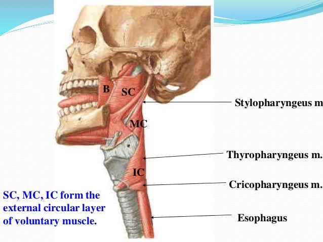 innervations inferior pharyngeal constrictor innervations inferior pharyngeal constrictor