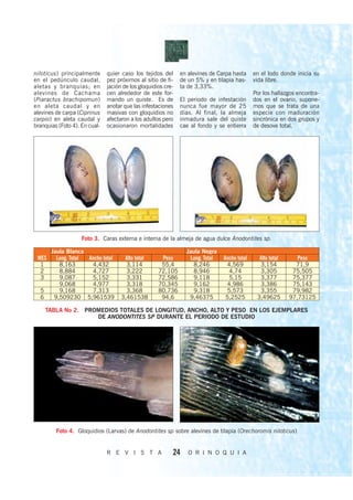 niloticus) principalmente      quier caso los tejidos del      en alevines de Carpa hasta     en el lodo donde inicia su
en el pedúnculo caudal,        pez próximos al sitio de fi-    de un 5% y en tilapia has-     vida libre.
aletas y branquias; en         jación de los gloquidios cre-   ta de 3,33%.
alevines de Cachama            cen alrededor de este for-                                     Por los hallazgos encontra-
(Piaractus brachipomun)        mando un quiste. Es de          El periodo de infestación      dos en el ovario, supone-
en aleta caudal y en           anotar que las infestaciones    nunca fue mayor de 25          mos que se trata de una
alevines de carpa (Ciprinus    masivas con gloquidios no       días. Al final, la almeja      especie con maduración
carpio) en aleta caudal y      afectaron a los adultos pero    inmadura sale del quiste       sincrónica en dos grupos y
branquias (Foto 4). En cual-   ocasionaron mortalidades        cae al fondo y se entierra     de desove total.




                    Foto 3. Caras externa e interna de la almeja de agua dulce Anodontites sp.

       Jaula Blanca                                              Jaula Negra
 MES     Long. Total Ancho total      Alto total      Peso        Long. Total   Ancho total     Alto total      Peso
  1       8,163       4,432            3,114          55,4         8,246          4,569         3,154          71,9
  2       8,884       4,727            3,222         72,105        8,946           4,74          3,305        75,505
  3       9,087       5,152            3,331         72,586        9,118           5,15          3,377        75,377
          9,068       4,977            3,318         70,345        9,162          4,986          3,386        75,143
  5       9,168       7,313            3,368         80,736        9,318          5,573          3,355        79,982
  6     9,509230 5,961539            3,461538         94,6        9,46375        5,2525        3,49625       97,73125

      TABLA No 2. PROMEDIOS TOTALES DE LONGITUD, ANCHO, ALTO Y PESO EN LOS EJEMPLARES
                     DE ANODONTITES SP DURANTE EL PERIODO DE ESTUDIO




         Foto 4. Gloquidios (Larvas) de Anodontites sp sobre alevines de tilapia (Orechoromis niloticus)


                               R E V I S T A               24     O R I N O Q U I A
 
