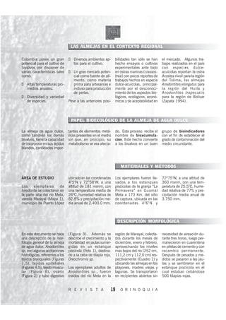 LAS ALMEJAS EN EL CONTEXTO REGIONAL

Colombia posee un gran              Diversos ambientes ap-       bilidades tan sólo se han     el mercado. Algunos tra-
potencial para el cultivo de        tos para el cultivo.         hecho ensayos o cultivos      bajos realizados en el país
bivalvos por disponer de                                         experimentales ante todo      con especies dulce-
varias características tales        Un gran mercado poten-       en ostras marinas (crassos-   acuícolas reportan la ostra
como:                               cial como fuente de ali-     trea) con pocos reportes de   Acostea rivoli para la región
                                    mento, como materia          trabajos hechos en especie    del Tolima; las almejas
   Altas temperaturas pro-          prima para artesanías e      dulce-acuícolas, principal-   Anodontites elongatus para
   medios anuales.                  incluso para producción      mente por el desconoci-       la región del Huila y
                                    de perlas.                   miento de los aspectos bio-   Anodontites trapecialis
   Diversidad y variedad                                         lógicos, ecológicos, econó-   para la región de Bolivar
   de especies.                  Pese a las anteriores posi-     micos y de aceptabilidad en   (Zapata 1994).




                                  PAPEL BIOECOLÓGICO DE LA ALMEJA DE AGUA DULCE

La almeja de agua dulce,         tantes de elementos metá-       do. Este proceso recibe el    grupo de bioindicadores
como también los demás           licos presentes en el medio     nombre de bioacumula-         con el fin de establecer el
bivalvos, tiene la capacidad     sin que, en principio, su       ción. Este hecho convierte    grado de contaminación del
de incorporar en sus tejidos     metabolismo se vea afecta-      a los bivalvos en un buen     medio circundante.
blandos, cantidades impor-



                                                                    MATERIALES Y MÉTODOS

ÁREA DE ESTUDIO                  ubicado en las coordenadas      Los ejemplares fueron lle-    72075’W, a una altitud de
                                 405’N y 72058’W, a una          vados a los estanques         360 msnm, con una tem-
Los     ejemplares      de       altitud de 181 msnm, con        piscícolas de la granja “La   peratura de 25.50C, hume-
Anodonta se colectaron en        una temperatura media de        Primavera” en Guamal          dad relativa de 77% y pre-
la parte alta del río Meta,      260C, humedad relativa de       Meta a 173 Km. del sitio      cipitación media anual de
vereda Marayal (Mapa 1),         82.8% y precipitación me-       de captura, ubicada en las    3.750 mm.
municipio de Puerto López        dia anual de 2.403.0 mm.        coordenadas 4 0 6’N y



                                                                  DESCRIPCIÓN MORFOLÓGICA

En este documento se hace        (Figura 3). Además se           región de Marayal, colecta-   necesidad de aireación du-
una descripción de la mor-       describe el crecimiento y la    dos durante los meses de      rante tres horas, luego per-
fología general de la almeja     mortalidad en jaulas sumer-     diciembre, enero y febrero,   manecieron en cuarentena
de agua dulce, Anodontites       gidas en un estanque            aprovechando los niveles      en piletas de cemento y con
sp, con algunas acotaciones      piscícola (Foto 1), destina-    mas bajos del río (252 cm,    recambio permanente.
histológicas, referentes a los   do a la ceba de tilapia roja,   111,2 cm y 112,0 cm) res-     Después de pesados y me-
tejidos branquiales (Figuras     Oreochromis sp.                 pectivamente (Cuadro 1) y     didos se pasaron a las jau-
1,5), tejidos epiteliales                                        ubicando las almejas en los   las y se sembraron en el
(Figuras 4,5), tejido muscu-     Los ejemplares adultos de       playones, madres viejas y     estanque piscícola en el
lar (Figura 6), ovario           Anodontites sp., fueron         lagunas. Se transportaron     cual estaban cebándose
(Figura 2) y tubo digestivo      traídos del río Meta en la      en recipientes abiertos sin   500 tilapias rojas.


                                 R E V I S T A               19     O R I N O Q U I A
 