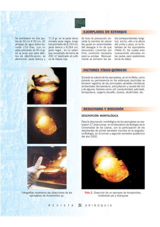 EJEMPLARES EN ESTANQUE
Se sembraron en dos jau-     71,9 gr. en la jaula deno-   Se tuvo la precaución du-     tos correspondientes: longi-
las de 50 cm X 50 cm, 42     minada jaula negra; longi-   rante la siembra de ubicar    tud, ancho, alto a la altura
almejas de agua dulce du-    tud promedio de 8,163 cm,    las jaulas en proximidades    del umbo y peso, en la to-
rante 153 días, con un       jaula blanca y 8,264 cm,     del desagüe a fin de que      talidad de los ejemplares
peso promedio de 55.4 gr.    jaula negra , en un estan-   estuviesen cubiertas por      (Tabla 2), los cuales eran
en la jaula que para efec-   que escarbado de tierra de   limo, condición necesaria     nuevamente ubicados en
tos de identificación, se    200 m2 destinado al culti-   para su anclaje. Mensual-     las jaulas para posteriores
denominó, jaula blanca y     vo de tilapia roja.          mente se tomaron los da-      toma de datos.



                                                           FACTORES FÍSICO-QUÍMICOS

                                                          Durante la colecta de los ejemplares, en el río Meta, como
                                                          durante su permanencia en los estanques piscícolas se
                                                          tomaron registros de las principales variables climáticas
                                                          ambientales (temperatura, precipitación y caudal del río)
                                                          y de algunos factores como: pH, conductividad, salinidad,
                                                          temperatura, oxígeno disuelto, dureza, alcalinidad, etc.




                                                           RESULTADOS Y DISCUSIÓN

                                                          DESCRIPCIÓN MORFOLÓGICA

                                                          Para la descripción morfológica de los ejemplares se rea-
                                                          lizaron 27 disecciones en el laboratorio de Biología de la
                                                          Universidad de los Llanos, con la participación de los
                                                          estudiantes de primer semestre inscritos en la asignatu-
                                                          ra Biología, en el primer y segundo semestre académico
                                                          del año 2002.




     Fotografías mostrando las disecciones de los           Foto 2. Disección de un ejemplar de Anodontites,
            ejemplares de Anodontites sp.                              mostrando pie y branquias


                             R E V I S T A            21     O R I N O Q U I A
 