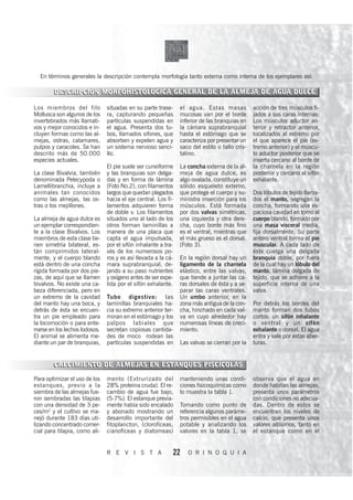 En términos generales la descripción contempla morfología tanto externa como interna de los ejemplares así:

        DESCRIPCIÓN MORFOHISTOLÓGICA GENERAL DE LA ALMEJA DE AGUA DULCE

Los miembros del filo           situadas en su parte trase-     el agua. Estas masas            acción de tres músculos fi-
Mollusca son algunos de los     ra, capturando pequeñas         mucosas van por el borde        jados a sus caras internas:
invertebrados más llamati-      partículas suspendidas en       inferior de las branquias en    Los músculos aductor an-
vos y mejor conocidos e in-     el agua. Presenta dos tu-       la cámara suprabranquial        terior y retractor anterior,
cluyen formas como las al-      bos, llamados sifones, que      hasta el estómago que se        localizados al extremo por
mejas, ostras, calamares,       absorben y expelen agua y       caracteriza por presentar un    el que aparece el pie (ex-
pulpos y caracoles. Se han      un sistema nervioso senci-      saco del estilo o tallo cris-   tremo anterior) y el múscu-
descrito más de 50.000          llo.                            talino.                         lo aductor posterior que se
especies actuales.                                                                              inserta cercano al borde de
                                El pie suele ser cuneiforme     La concha externa de la al-     la charnela en la región
La clase Bivalvia, también      y las branquias son delga-      meja de agua dulce, es          posterior y cercano al sifón
denominada Pelecypoda o         das y en forma de lámina        algo ovalada, constituye un     exhalante.
Lamellibranchia, incluye a      (Foto No.2), con filamentos     sólido esqueleto externo,
animales tan conocidos          largos que quedan plegados      que protege el cuerpo y su-     Dos lóbulos de tejido llama-
como las almejas, las os-       hacia el eje central. Los fi-   ministra inserción para los     dos el manto, segregan la
tras o los mejillones.          lamentos adquieren forma        músculos. Está formada          concha, formando una es-
                                de doble v. Los filamentos      por dos valvas simétricas,      paciosa cavidad en torno al
La almeja de agua dulce es      situados uno al lado de los     una izquierda y otra dere-      cuerpo blando, formado por
un ejemplar correspondien-      otros forman laminillas a       cha, cuyo borde más fino        una masa visceral media,
te a la clase Bivalvos. Los     manera de una placa que         es el ventral, mientras que     fija dorsalmente. Su parte
miembros de esta clase tie-     capta el agua impulsada,        el más grueso es el dorsal.     antero ventral forma el pie
nen simetría bilateral, es-     por el sifón inhalante a tra-   (Foto 3).                       muscular. A cada lado de
tán comprimidos lateral-        vés de los numerosos po-                                        éste cuelga una delgada
mente, y el cuerpo blando       ros y es así llevada a la cá-   En la región dorsal hay un      branquia doble, por fuera
está dentro de una concha       mara suprabranquial, de-        ligamento de la charnela        de la cual hay un lóbulo del
rígida formada por dos pie-     jando a su paso nutrientes      elástico, entre las valvas,     manto, lámina delgada de
zas, de aquí que se llamen      y oxígeno antes de ser expe-    que tiende a juntar las ca-     tejido, que se adhiere a la
bivalvos. No existe una ca-     lida por el sifón exhalante.    ras dorsales de ésta y a se-    superficie interna de una
beza diferenciada, pero en                                      parar las caras ventrales.      valva.
un extremo de la cavidad        Tubo digestivo: las             Un umbo anterior, en la
del manto hay una boca, y       laminillas branquiales ha-      zona más antigua de la con-     Por detrás los bordes del
detrás de ésta se encuen-       cia su extremo anterior ter-    cha, hinchado en cada val-      manto forman dos tubos
tra un pie empleado para        minan en el estómago y los      va en cuyo alrededor hay        cortos: un sifón inhalante
la locomoción o para ente-      palpos labiales que             numerosas líneas de creci-      o ventral y un sifón
rrarse en los lechos lodosos.   secretan copiosas cantida-      miento.                         exhalante o dorsal. El agua
El animal se alimenta me-       des de moco rodean las                                          entra y sale por estas aber-
diante un par de branquias,     partículas suspendidas en       Las valvas se cierran por la    turas.


        CRECIMIENTO DE ALMEJAS EN ESTANQUES PISCÍCOLAS
Para optimizar el uso de los    mento (Extrurizado del          manteniendo unas condi-         observa que el agua en
estanques, previo a la          28% proteína cruda). El re-     ciones fisicoquímicas como      donde habitan las almejas,
siembra de las almejas fue-     cambio de agua fue bajo,        lo muestra la tabla 1.          presenta unos parámetros
ron sembradas las tilapias      (5-7%). El estanque previa-                                     con condiciones no adecua-
con una densidad de 3 pe-       mente había sido encalado       Tomando como punto de           das. Dentro de estos se
ces/m2 y el cultivo se ma-      y abonado mostrando un          referencia algunos paráme-      encuentran los niveles de
nejó durante 183 días uti-      desarrollo importante del       tros permisibles en el agua     calcio, que presenta unos
lizando concentrado comer-      fitoplancton, (clorofíceas,     potable y analizando los        valores altísimos, tanto en
cial para tilapia, como ali-    cianofíceas y diatomeas)        valores en la tabla 1, se       el estanque como en el


                                R E V I S T A               22     O R I N O Q U I A
 