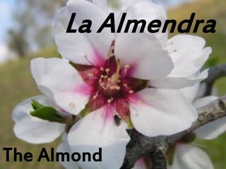 La Almendra
The Almond
 