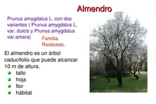 Prunus amygdalus L. con dos variantes ( Prunus amygdalus L. var. dulcis y Prunus amygdalus var.amara) ,[object Object],[object Object]