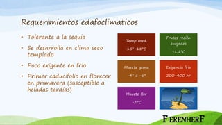 Requerimientos edafoclimaticos
• Tolerante a la sequia
• Se desarrolla en clima seco
templado
• Poco exigente en frio
• Primer caducifolio en florecer
en primavera (susceptible a
heladas tardías)
Temp med.
15°-18°C
Frutos recién
cuajados
-1.1°C
Muerte yema
-4° á -6°
Exigencia frio
200-400 hr
Muerte flor
-2°C
Grupo 6
FERENHERF
 