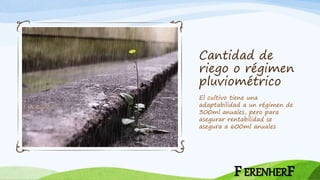 Cantidad de
riego o régimen
pluviométrico
El cultivo tiene una
adaptabilidad a un régimen de
300ml anuales, pero para
asegurar rentabilidad se
asegura a 600ml anuales
FERENHERF
 