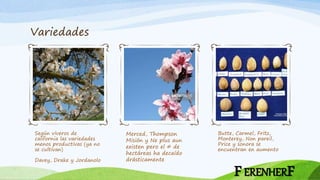 Variedades
Según viveros de
california las variedades
menos productivas (ya no
se cultivan)
Davey, Drake y Jordanolo
Merced, Thompson
Misión y Ne plus aun
existen pero el # de
hectáreas ha decaído
drásticamente
Butte, Carmel, Fritz,
Monterey, Non pareil,
Price y sonora se
encuentran en aumento
FERENHERF
 