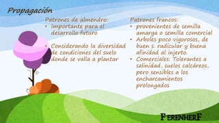 Patrones de almendro:
• Importante para el
desarrollo futuro
• Considerando la diversidad
de condiciones del suelo
donde se valla a plantar
FERENHERF
Propagación
Patrones francos:
• provenientes de semilla
amarga o semilla comercial
• Arboles poco vigorosos, de
buen s. radicular y buena
afinidad al injerto.
• Comerciales: Tolerantes a
salinidad, suelos calcáreos,
pero sensibles a los
encharcamientos
prolongados
 