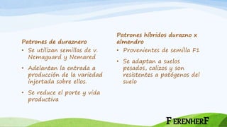 Patrones de duraznero
• Se utilizan semillas de v.
Nemaguard y Nemared
• Adelantan la entrada a
producción de la variedad
injertada sobre ellos.
• Se reduce el porte y vida
productiva
Patrones híbridos durazno x
almendro
• Provenientes de semilla F1
• Se adaptan a suelos
pesados, calizos y son
resistentes a patógenos del
suelo
FERENHERF
 