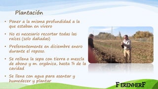 Plantación
• Poner a la misma profundidad a la
que estaban en vivero
• No es necesario recortar todas las
raíces (solo dañadas)
• Preferentemente en diciembre enero
durante el reposo.
• Se rellena la sepa con tierra o mezcla
de abono y m. orgánica, hasta ¾ de la
cavidad
• Se llena con agua para asentar y
humedecer y plantar
FERENHERF
 