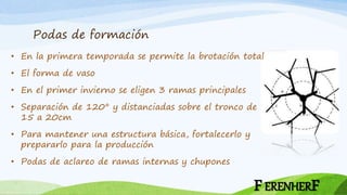 Podas de formación
• En la primera temporada se permite la brotación total
• El forma de vaso
• En el primer invierno se eligen 3 ramas principales
• Separación de 120° y distanciadas sobre el tronco de
15 a 20cm
• Para mantener una estructura básica, fortalecerlo y
prepararlo para la producción
• Podas de aclareo de ramas internas y chupones
FERENHERF
 