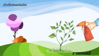 FERENHERF
Enfermedades
 