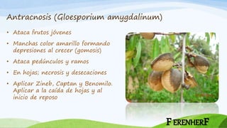 Antracnosis (Gloesporium amygdalinum)
• Ataca frutos jóvenes
• Manchas color amarillo formando
depresiones al crecer (gomosis)
• Ataca pedúnculos y ramos
• En hojas; necrosis y desecaciones
• Aplicar Zineb, Captan y Benomilo.
Aplicar a la caída de hojas y al
inicio de reposo
FERENHERF
 