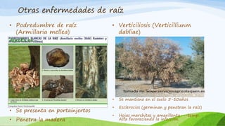 Otras enfermedades de raíz
• Podredumbre de raíz
(Armillaria mellea)
• Verticiliosis (Verticilliunm
dabliae)
• Se presenta en portainjertos
• Penetra la madera
• Se mantiene en el suelo 5-10años
• Esclerocios (germinan y penetran la raíz)
• Hojas marchitas y amarillenta---temp.
Alta favoreciendo la infección
 