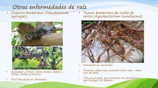Otras enfermedades de raíz
• Chancro bacteriano (Pseudomonas
syringae.)
• Tumor bacteriano de cuello de
raíces (Agrobacterium tumefaciens)
• Humedad y fresco, suelos acidos, daños a
follaje, ramas y troncos.
• Poco frecuente en almendro
• Frecuente en almendro
• Tumores sobre raíz, tumores color claro, crece
con los años
• Vive en el suelo, por picadura de nematodos o
por trabajos de laboreo.
 