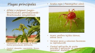 Plagas principales
• Afidos o pulgones (negro-
Brachicaudus persicae)(verde-
Brachicaudus amydalinus).
• Araña roja ( Panonychus ulmi)
• Chupadores; se alimentan de brotes
tiernos provocando defoliación.
• Control; demetón, vamidotión, fernos,
folidol
• Acaro; perfora tejidos tiernos,
extrae savia
• Veranos secos y calurosos favorecen
su reproducción
• Control aplicación de aceite
miscible y aplicación de insecticidas
(paration, malatión, azinfos,etc.)
 