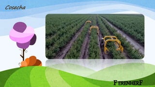 FERENHERF
Cosecha
 