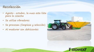 Recolección
• Agosto- octubre, la nuez esta lista
para la cosecha
• Se utiliza vibradores
• Se procesan (limpieza y selección)
• Al madurar son dehiscentes
FERENHERF
 