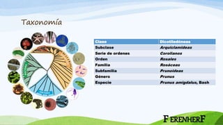Taxonomía
FERENHERF
 