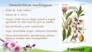Características morfológicas
FERENHERF
• Árbol de hoja caduca
• Altura de 8-10 m
• Tronco verde liso en etapa juvenil y rugoso
agrietado de color marrón gris en adulto.
• Raíz profunda y poco ramificada
• Hojas lanceoladas largas, estrechas dentadas
• Flores hermafroditas, pentámeras, pétalos
blanco o rosados auto incompatibles
 