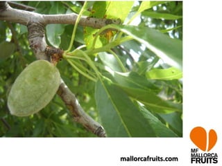 mallorcafruits.com
 