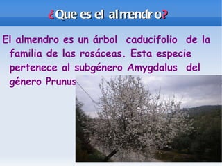 ¿ Que es el almendro ? El almendro es un árbol caducifolio de la familia de las rosáceas. Esta especie pertenece al subgénero Amygdalus del género Prunus.