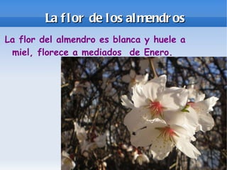 La flor de los almendros La flor del almendro es blanca y huele a miel, florece a mediados de Enero.