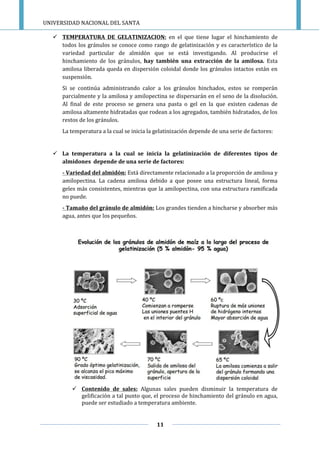UNIVERSIDAD NACIONAL DEL SANTA
11
 TEMPERATURA DE GELATINIZACION: en el que tiene lugar el hinchamiento de
todos los gránulos se conoce como rango de gelatinización y es característico de la
variedad particular de almidón que se está investigando. Al producirse el
hinchamiento de los gránulos, hay también una extracción de la amilosa. Esta
amilosa liberada queda en dispersión coloidal donde los gránulos intactos están en
suspensión.
Si se continúa administrando calor a los gránulos hinchados, estos se romperán
parcialmente y la amilosa y amilopectina se dispersarán en el seno de la disolución.
Al final de este proceso se genera una pasta o gel en la que existen cadenas de
amilosa altamente hidratadas que rodean a los agregados, también hidratados, de los
restos de los gránulos.
La temperatura a la cual se inicia la gelatinización depende de una serie de factores:
 La temperatura a la cual se inicia la gelatinización de diferentes tipos de
almidones depende de una serie de factores:
- Variedad del almidón: Está directamente relacionado a la proporción de amilosa y
amilopectina. La cadena amilosa debido a que posee una estructura lineal, forma
geles más consistentes, mientras que la amilopectina, con una estructura ramificada
no puede.
- Tamaño del gránulo de almidón: Los grandes tienden a hincharse y absorber más
agua, antes que los pequeños.
 Contenido de sales: Algunas sales pueden disminuir la temperatura de
gelificación a tal punto que, el proceso de hinchamiento del gránulo en agua,
puede ser estudiado a temperatura ambiente.
 