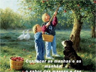 Conhecer as manhas e as
       manhãs,
 