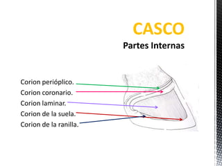 CASCO

Corion perióplico.
Corion coronario.
Corion laminar.
Corion de la suela.
Corion de la ranilla.
 