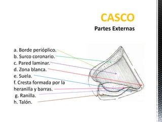 CASCO

a. Borde perióplico.
b. Surco coronario.
c. Pared laminar.
d. Zona blanca.
e. Suela.
f. Cresta formada por la
heranilla y barras.
 g. Ranilla.
h. Talón.
 
